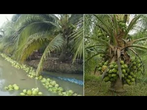 فيديو: حصاد أشجار جوز الهند - كيفية انتقاء جوز الهند من الأشجار