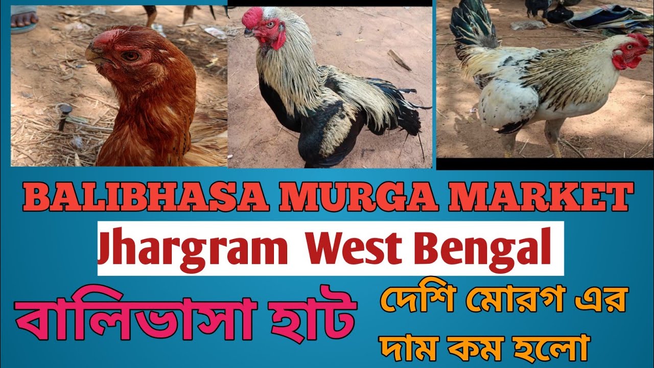 Balibhasa hat|Poradih|Kukru hat|Balrampur|feko|Jhargram|WB |Recent Aseel murga price update in India