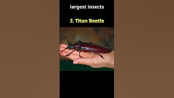 Five largest insects in the world #insects #bugs  #largest  #GoliathBeetle