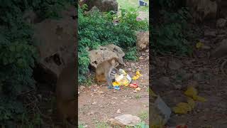 Monkey #viral #lakeview #park #islamabad #trending #youtubeshorts #shortsvideo #monkey #funny #fun