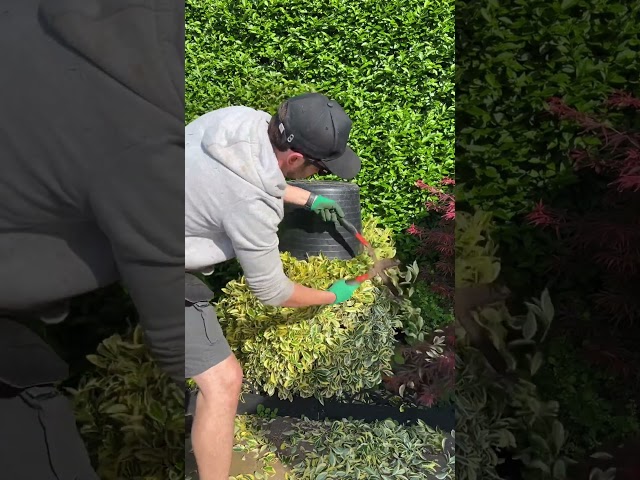 Try this. Satisfying trimming #satisfying #gardening #shorts #trim class=