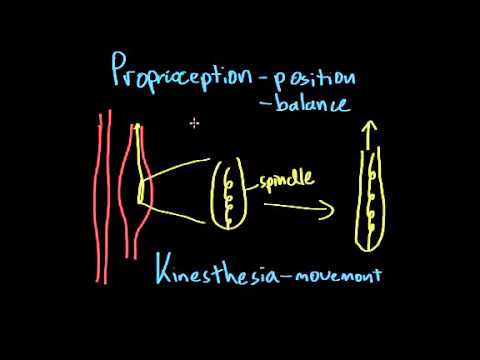 02   Somatosensation   04   Proprioception and kinesthesia