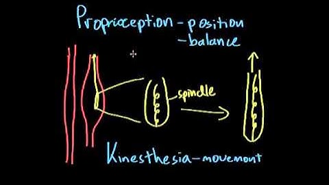 02   Somatosensation   04   Proprioception and kinesthesia