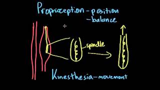 02   Somatosensation   04   Proprioception and kinesthesia