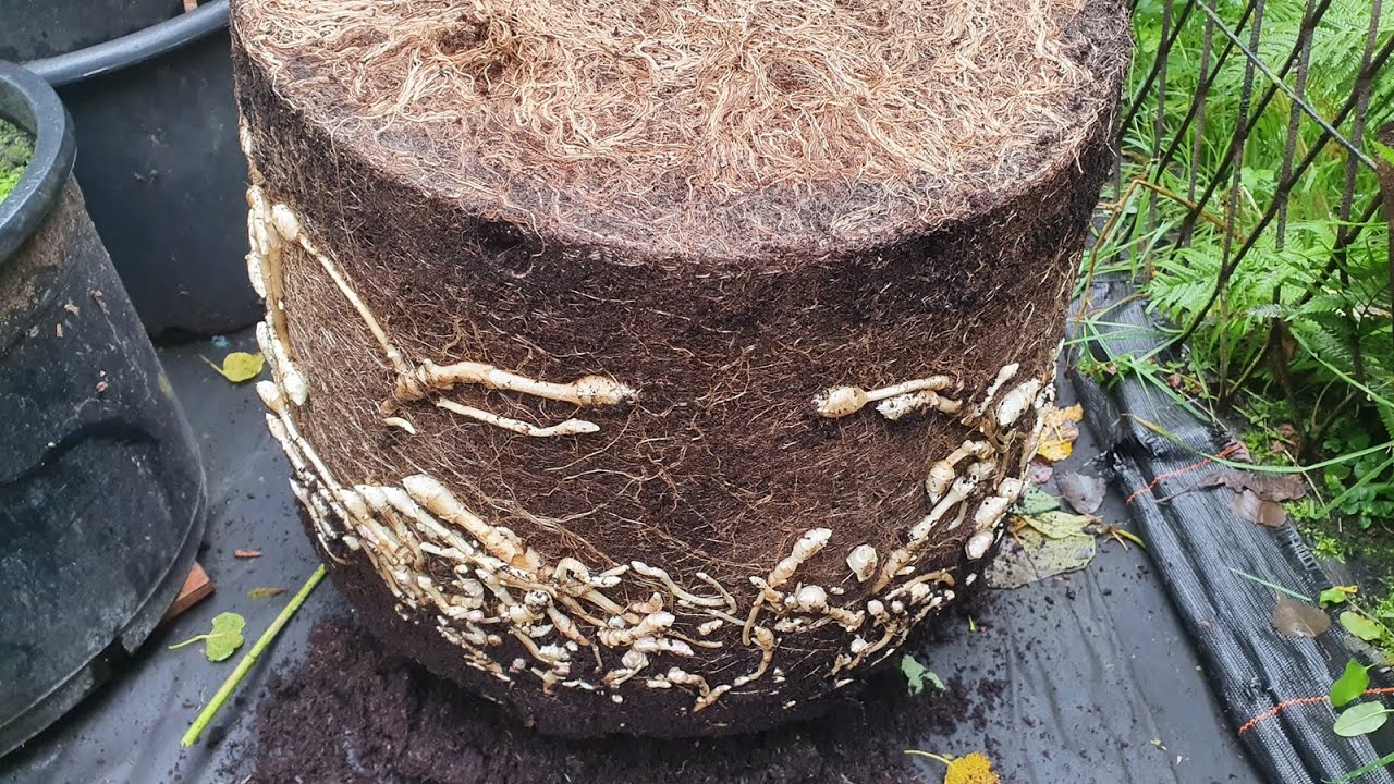 Zbieram Topinambur z Doniczki | Uprawa Topinamburu w Donicy