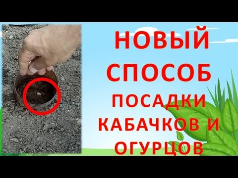 Видео: Сопутствующая посадка с цукини - Что хорошо растет с цукини