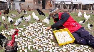 I Opened the Chicken Coops - No Egg Collection for 2 Days Result - Chick Hatching Finished - Rabbits