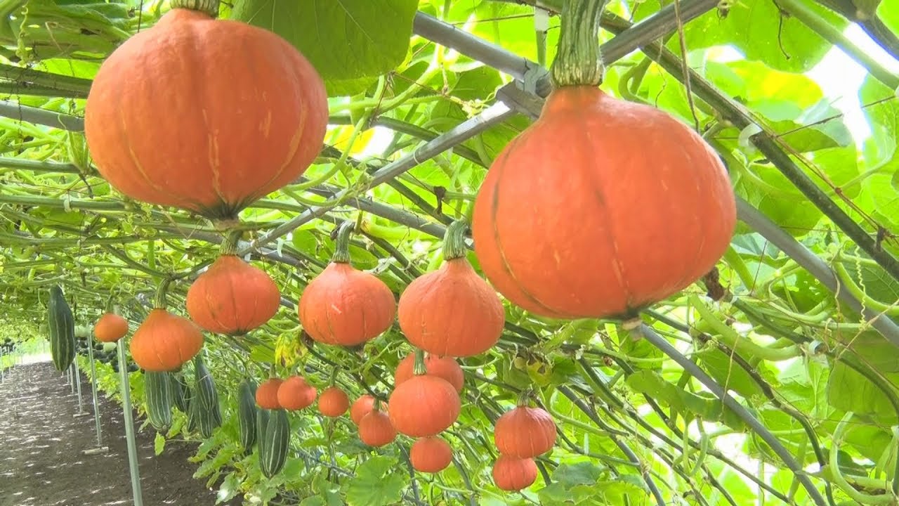 空飛ぶカボチャ たわわに 北海道長沼町で収穫間近 Youtube