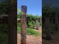 beautiful vineyards