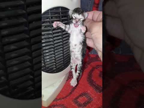 Видео: Pet Scoop: Человек принимает кошку, которую он спас с шоссе, пропавший щенок выживает в огне дома