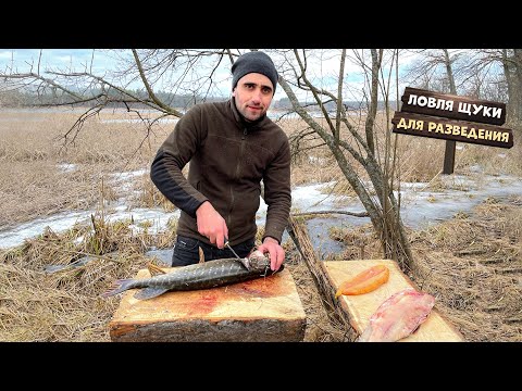 Ловля щуки для разведения. Запек курицу на углях. Сделал солонец зверям.