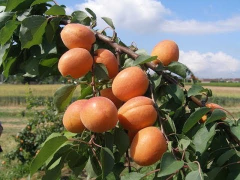 beautiful boy letra APRICOT LUNA (young trees)