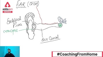 UPSC CAPF AC 2020   General Science for Assistant Commandant   Ear Explained Part 2