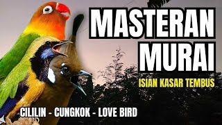 Download Lagu Masteran Murai Batu Isian Kasar Suara Tembus | Masteran Murai Batu Tembakan Kasar MP3