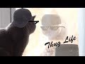 Thug life cats compilation