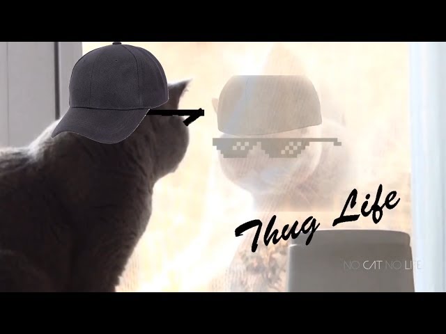 Cats Thug Life Compilation