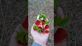 Саркосцифа австрийская - первый весенний съедобный гриб. #nature #wildlife #гриб #грибник #апрель