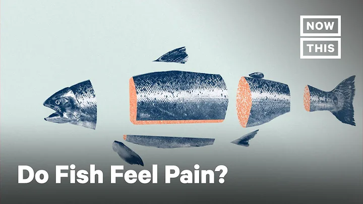 What Fish Feel When They Are Killed for Food | NowThis - DayDayNews