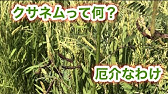 ノビエ クサネム イボクサを素早く枯らすなら 除草成分リンズコア 茎葉散布のロイヤント乳剤 そのまま使える湛水散布にウィードコア1キロ粒剤からお選びいただけます Youtube ノビエ クサネム イボクサを素早く枯らすなら 除草成分リンズコア 茎葉散布のロイヤント乳剤 そのまま使える湛水散布にウィードコア1キロ粒剤からお選びいただけます Youtube