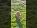 Foxy #wildlife #breakfast #garden #home #talaria #420 #foxy