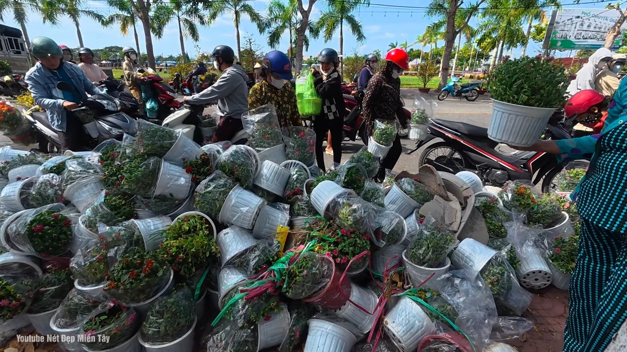 Hoa Bỏ Tấp Nập Cần Thơ Chợ Hoa Tết Sóc Trăng 2026 Vỡ Trận Cúc Mai Vàng Vạn Thọ Đổ Đống Như Rác