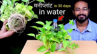 How to grow Money plant in water Completely at home | सिर्फ पानी में मनीप्लांट उगाएं | Hydroponic