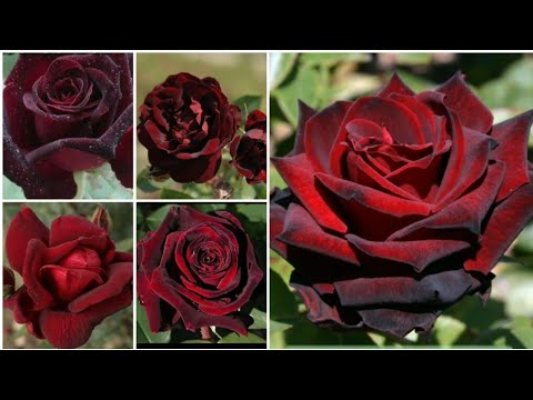 80 - Top 10 Black Maroon Roses || Rare Roses || Around the world ...