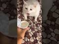 What is that face cat?😂😂| funny cats compilation 2026 #funnycats #shorts