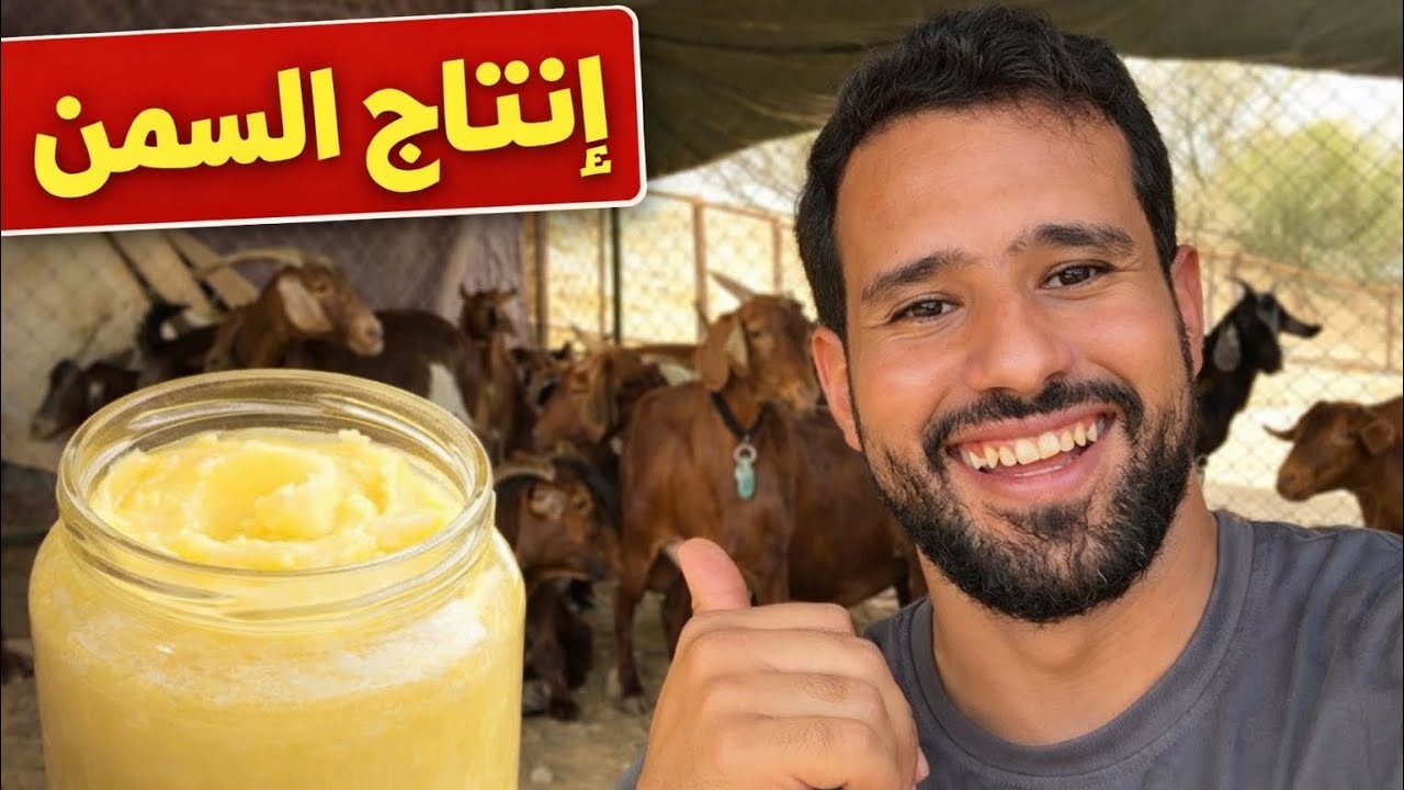 50 بالميه من نجاح مشروع الأغنام و تذويب الزبده للحصول على السمن وبيع أالانتاج 