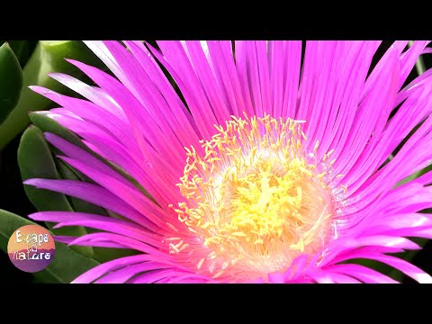 Tchaikovsky - Walz Of The Flowers # Wild Flowers # Video FHD 1080p