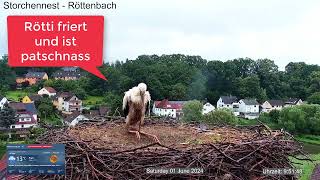 2024 06 01 Storchennest Röttenbach, Rötti der ERSTE ist durchnässt und friert, wo ist MAMA und PAPA