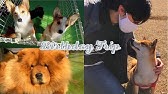 500 Dogs And Cats At Tsukuba Wanwan Land In Ibaraki Youtube 500 Dogs And Cats At Tsukuba Wanwan Land In Ibaraki Youtube