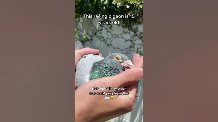 This Racing Pigeon is 15 y/o #shorts #pigeons #racingpigeon - DayDayNews