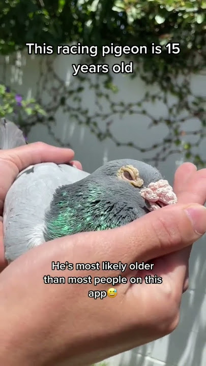 This Racing Pigeon is 15 y/o #shorts #pigeons #racingpigeon