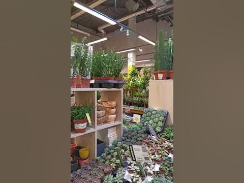 Садовый центр Дарвин: экзотические комнатные растения, бонсай. - YouTube