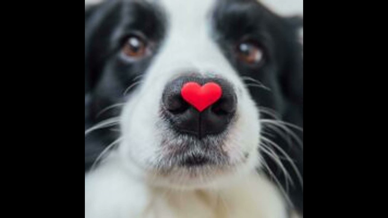 Grand Opening: A New Place for Dogs in Prescott Valley