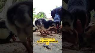 Alhamdulillah 🤲 #hobiayam #peternaksejahtera #ayamberkualitas #roosterfarm #bulbi #aseellovers