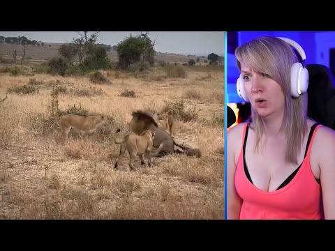 15 Merciless Moments When Predators Face Each Other Part 1| Nature and Animals