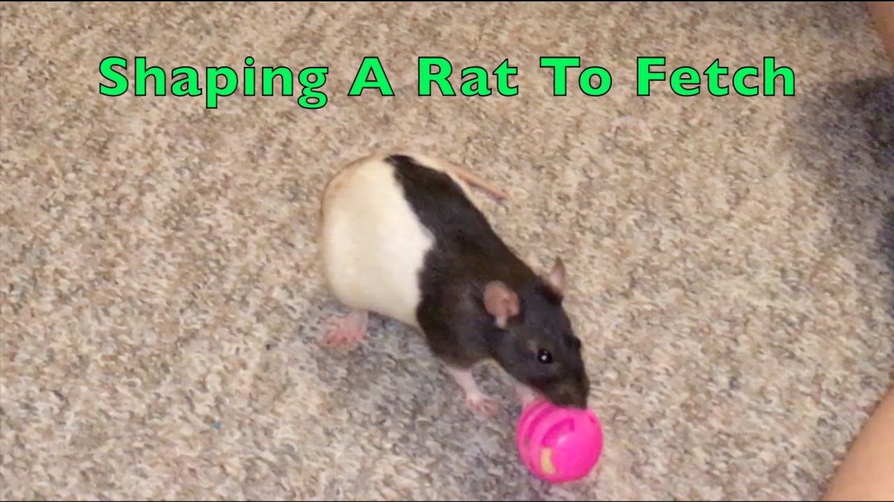 Clicker-Training: Shaping A Rat To 