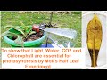 Photosynthesis and Moles Half Leaf Experiment Quiz