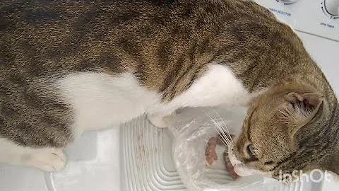 Video 10788541: kittens mother cat, cat kitten eating