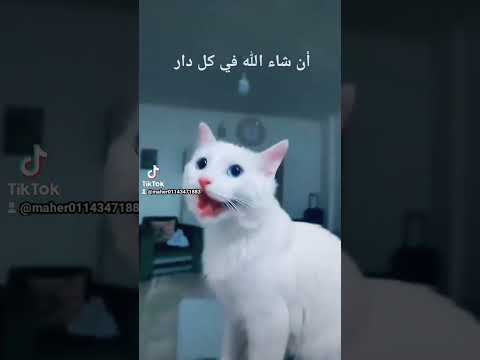 احلى زغروطه كل سنه وانتم طيبين كابتن ماهر
