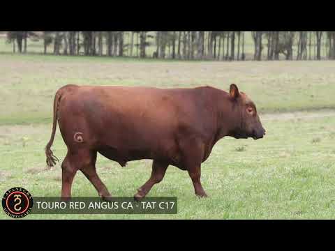 LOTE 49 - TOURO RED ANGUS CA   TAT C17