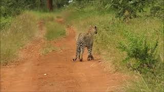 Leopard Fights Off 2 Cheetah.  AMAZING Video Footage Between These Big Cats