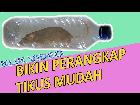 MUDAH!! CARA MEMBUAT PERANGKAP TIKUS DARI BOTOL BEKAS MUDAH!! CARA MEMBUAT PERANGKAP TIKUS DARI BOTOL BEKAS