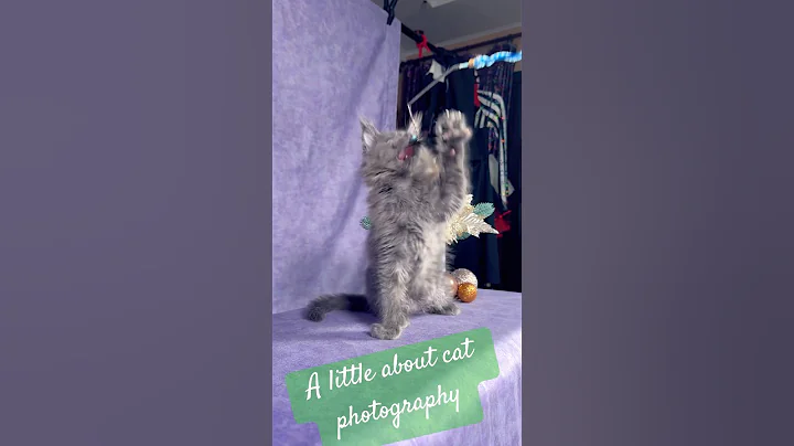 Video 11865811: mainecoon cat kitty pets, mainecoon cat kitten kitty, mainecoon cat kitty cute