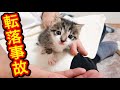 膝の上でミルクを飲んでいた子猫が落ちてしまいました。【保護猫】