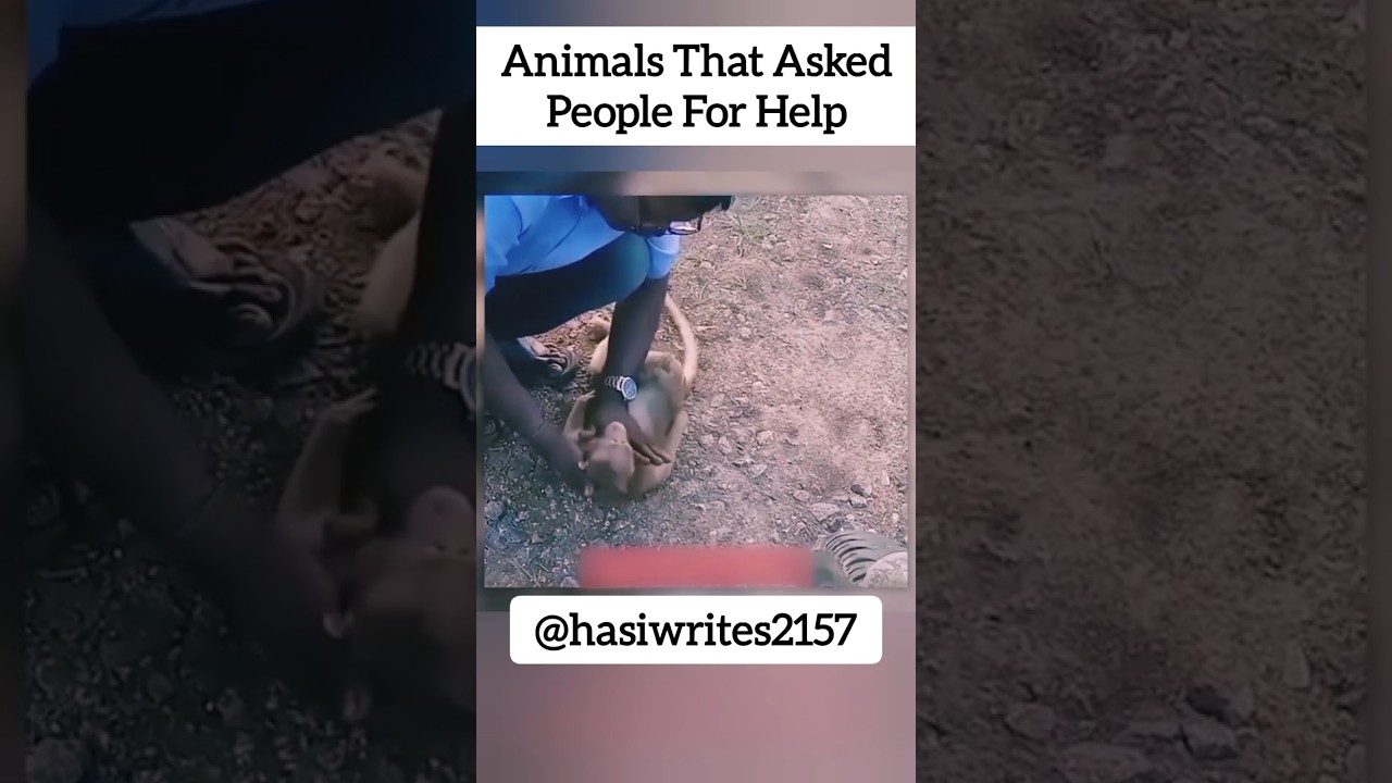 Animals that asked people for help 