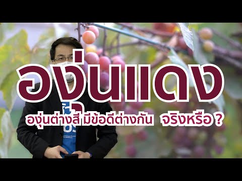 วีดีโอ: ข้อเท็จจริงองุ่นไร้เมล็ด: องุ่นไร้เมล็ดผลิตซ้ำได้อย่างไร