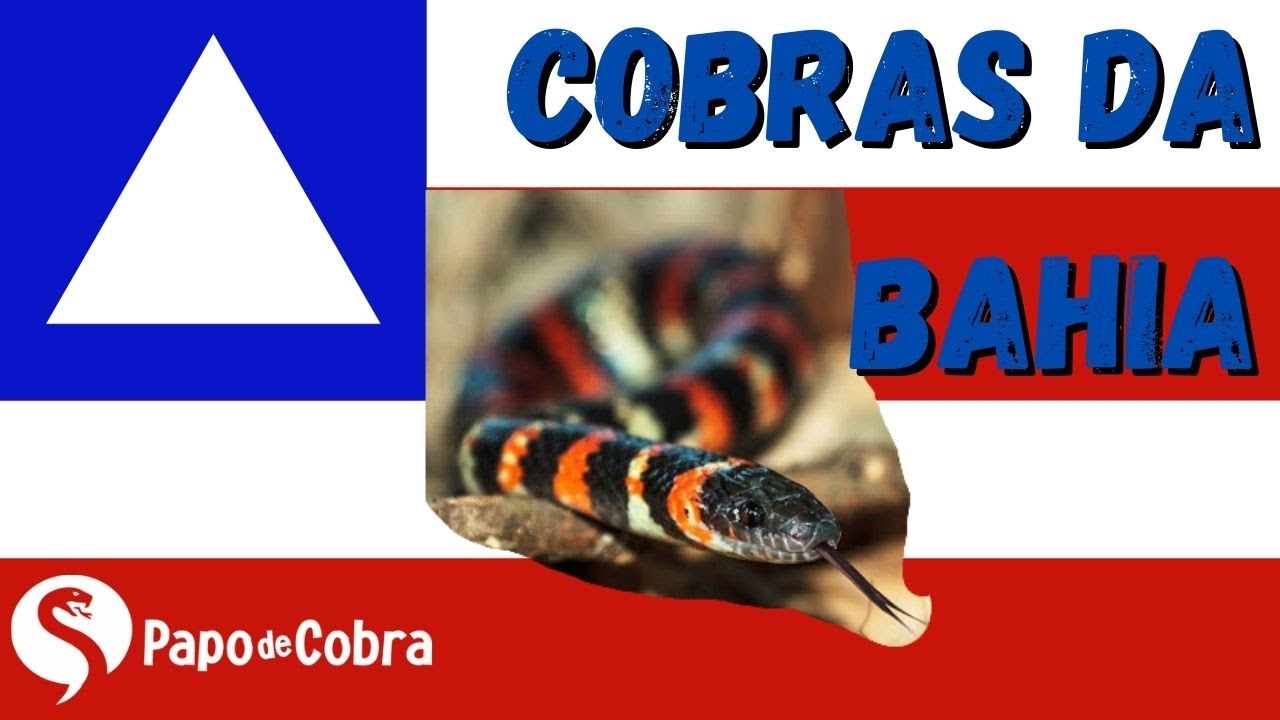 Serpentes da Bahia | Papo de Cobra